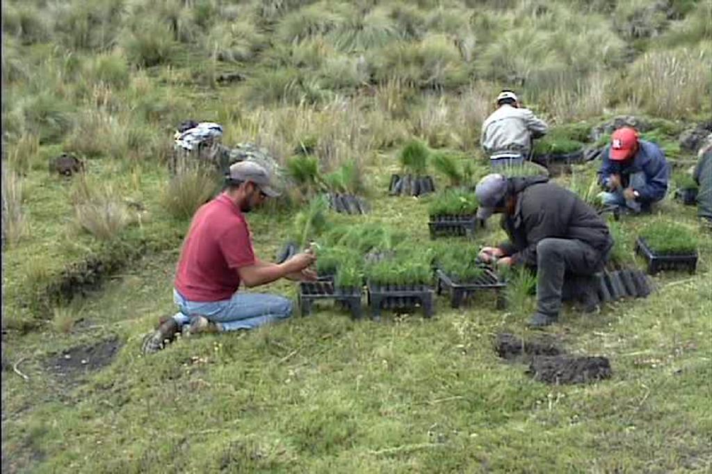 Proyecto de reforestación